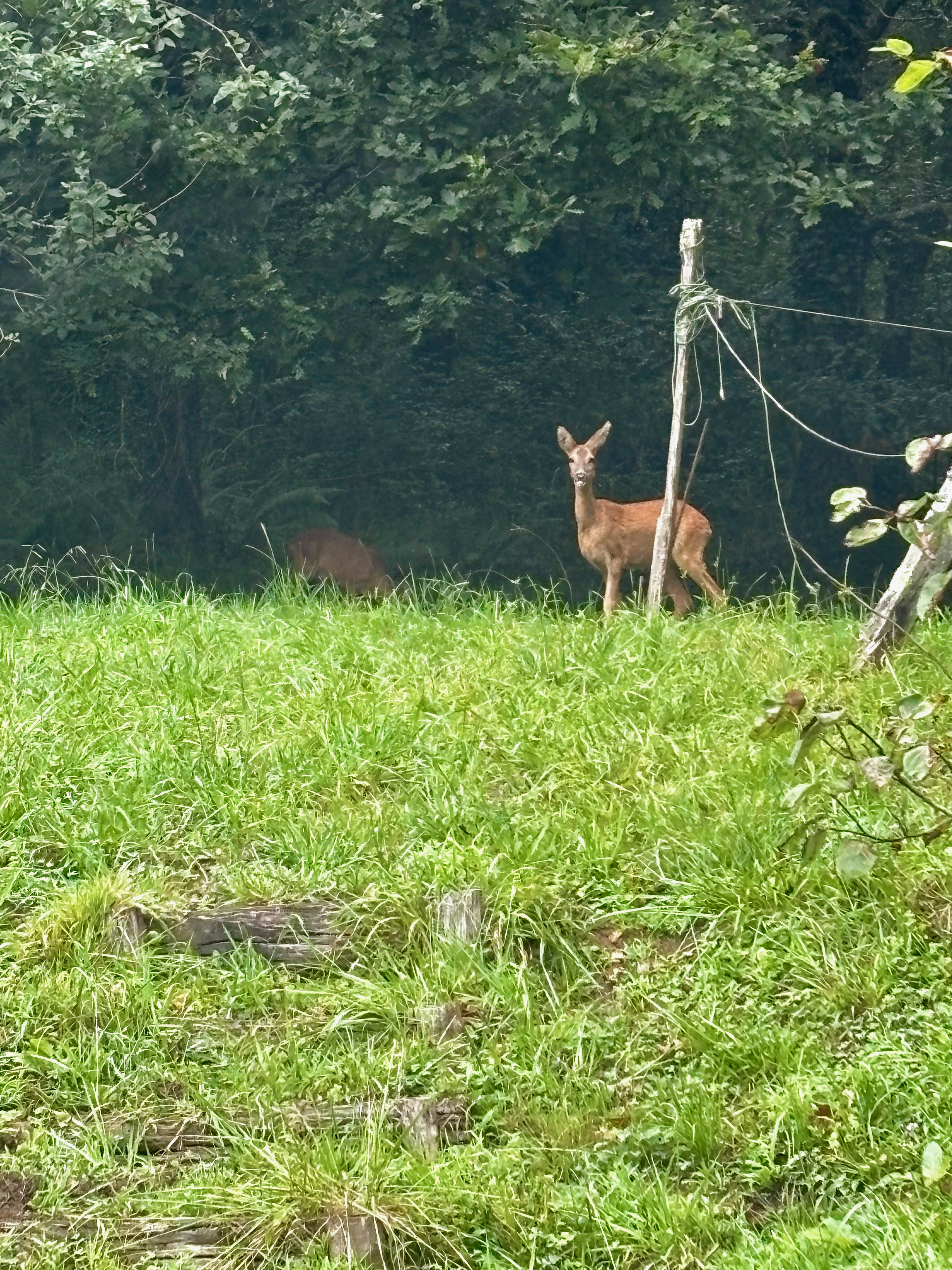 Photo: roe deer in the meadow